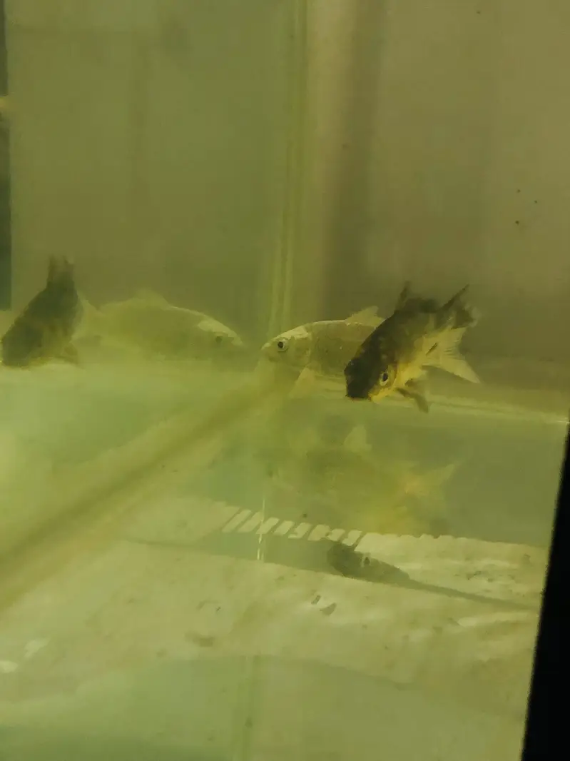 Urgent koi for sale — photo 4