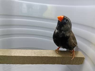 zebra finches