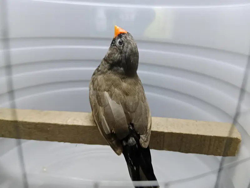 zebra finches — photo 2