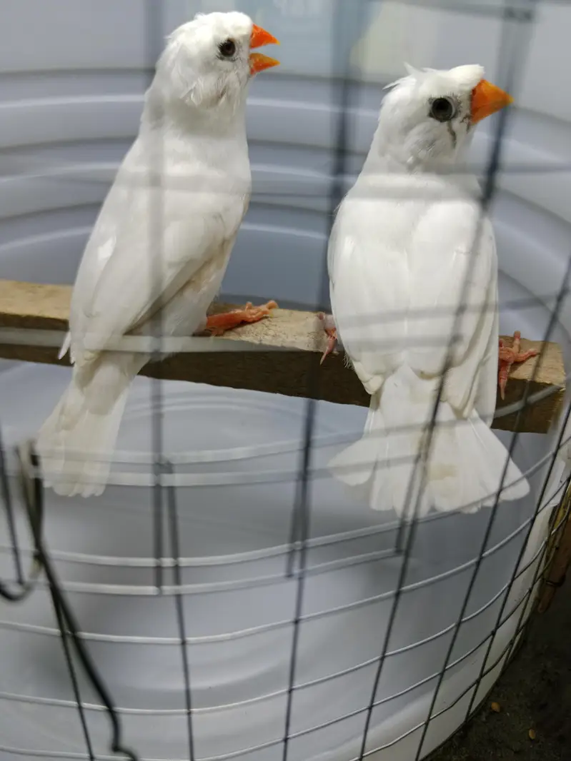 zebra finches — photo 4