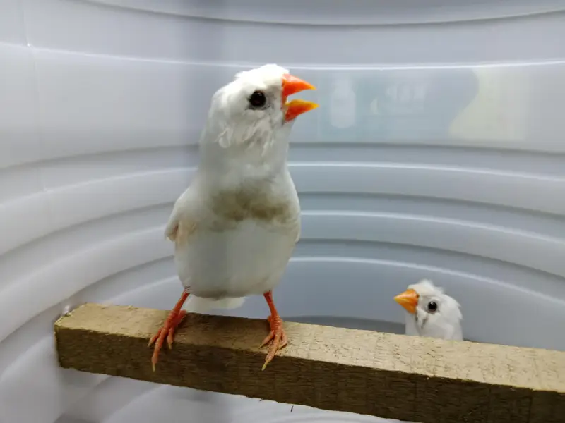 zebra finches — photo 5