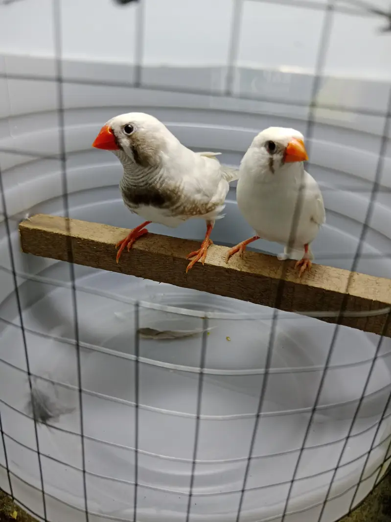 zebra finches — photo 6