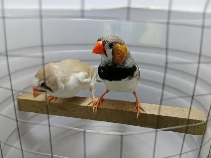 zebra finches — photo 7