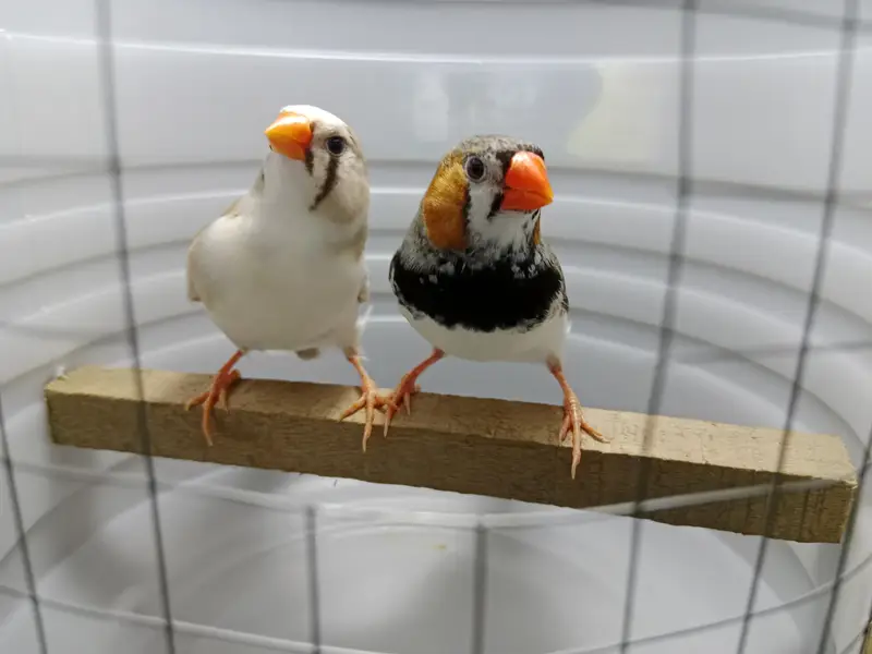 zebra finches — photo 8