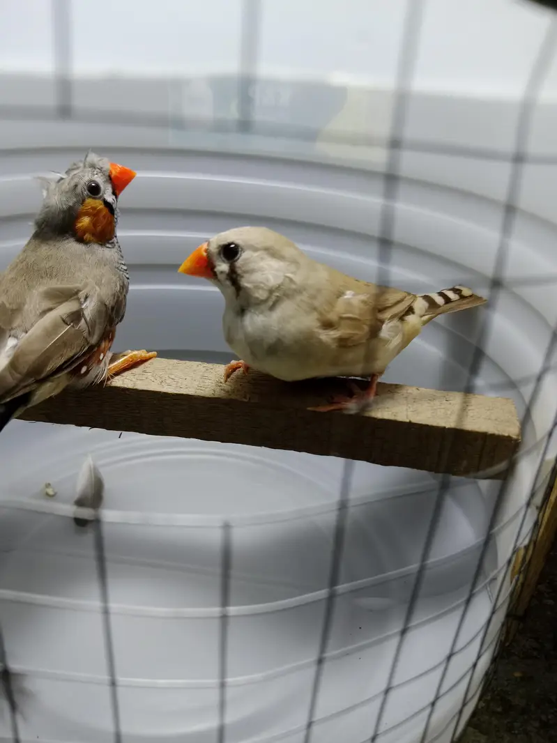 zebra finches — photo 9
