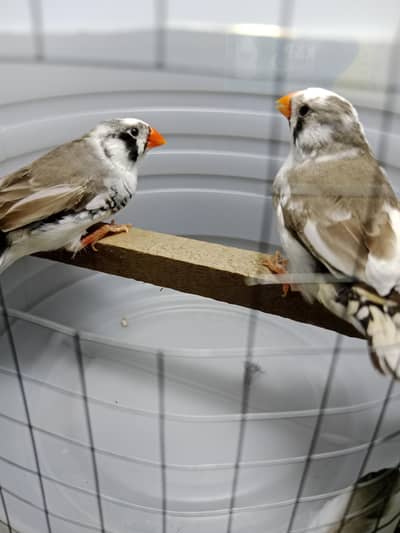 zebra finches