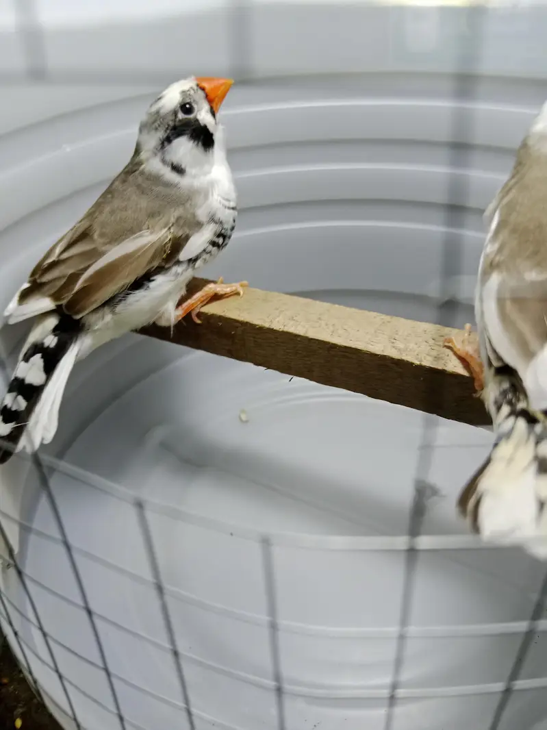 zebra finches — photo 11