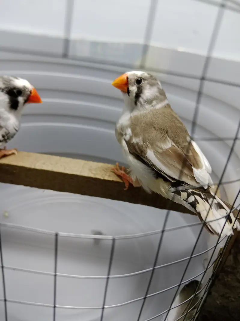 zebra finches — photo 12