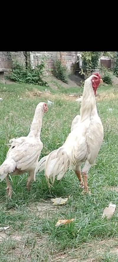 aseel shamo / jarman shamo/ oh shamo breedar pare foresale