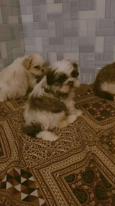 Shihtzu Show class puppys