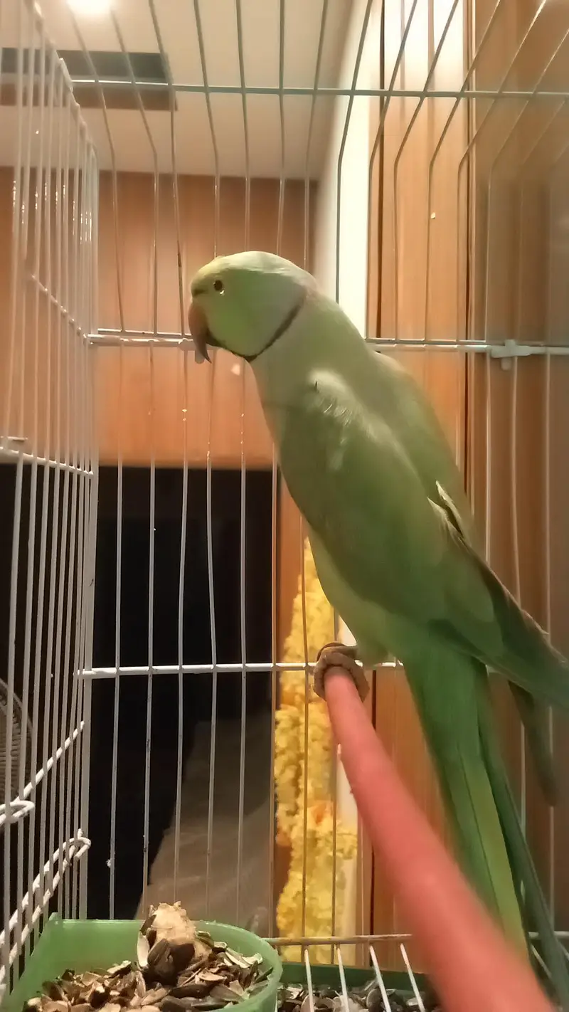 mithu with cage 322//5844099 — photo 9