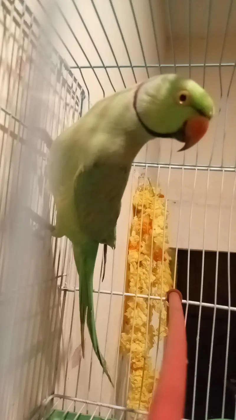 mithu with cage 322//5844099 — photo 10