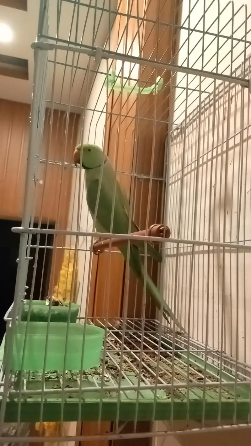 mithu with cage 322//5844099 — photo 12