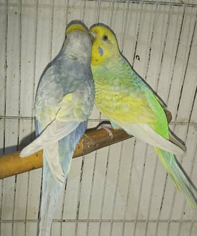 Quality Rainbow Budgie For Sale