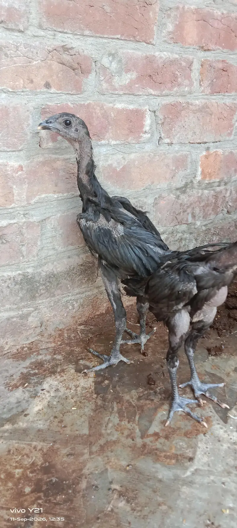 pure Thai dragon home breed pair whatpp 03074728724 — photo 6