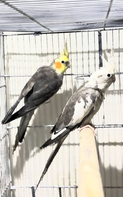 Cockatiel breeder pair