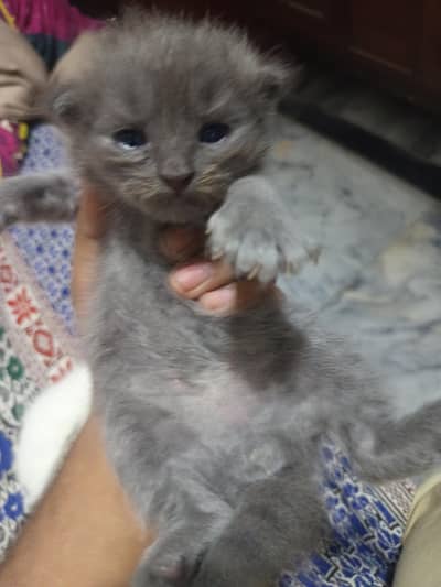 3 kittens healthy &active