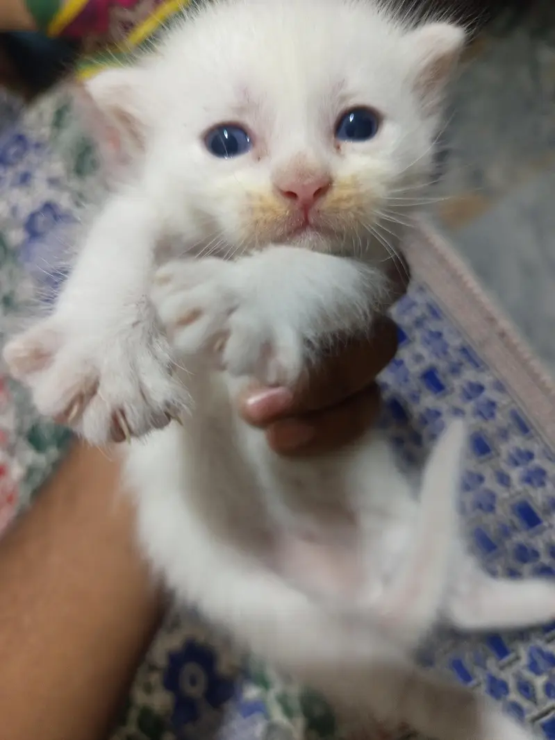 3 kittens healthy &active — photo 2