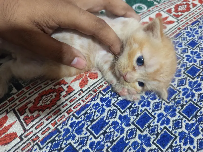 3 kittens healthy &active — photo 3