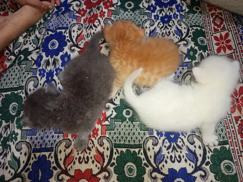 3 kittens healthy &active — photo 4