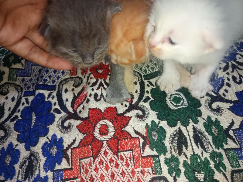 3 kittens healthy &active — photo 5