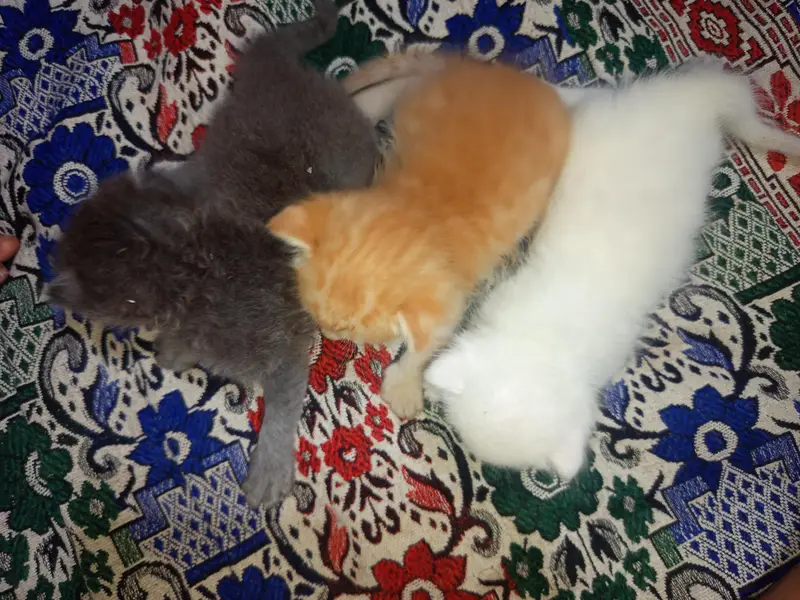 3 kittens healthy &active — photo 6
