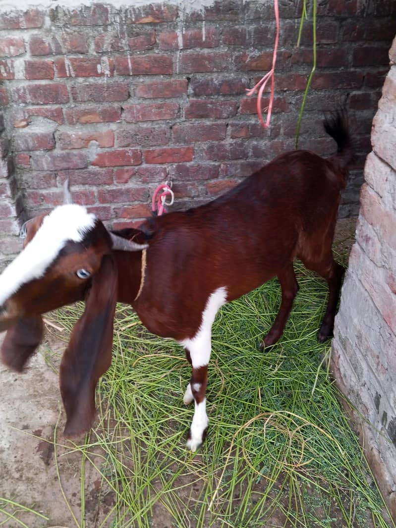 گھر کی پالی اچھی اور خوبصورت بکری 2