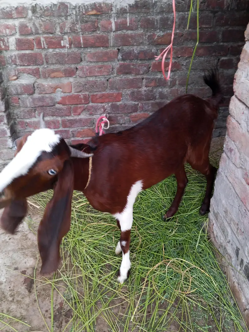 گھر کی پالی اچھی اور خوبصورت بکری — photo 3
