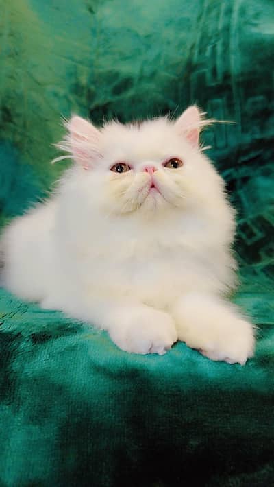 From CFA registered parents kittens available