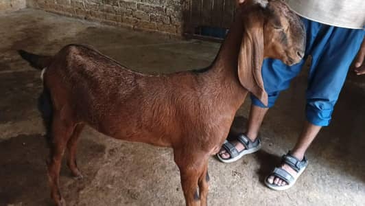 beetle bakra higth 45 inch for sale