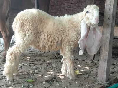 Kajla Bakra 3 month age hy