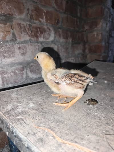 aseel chick for sale