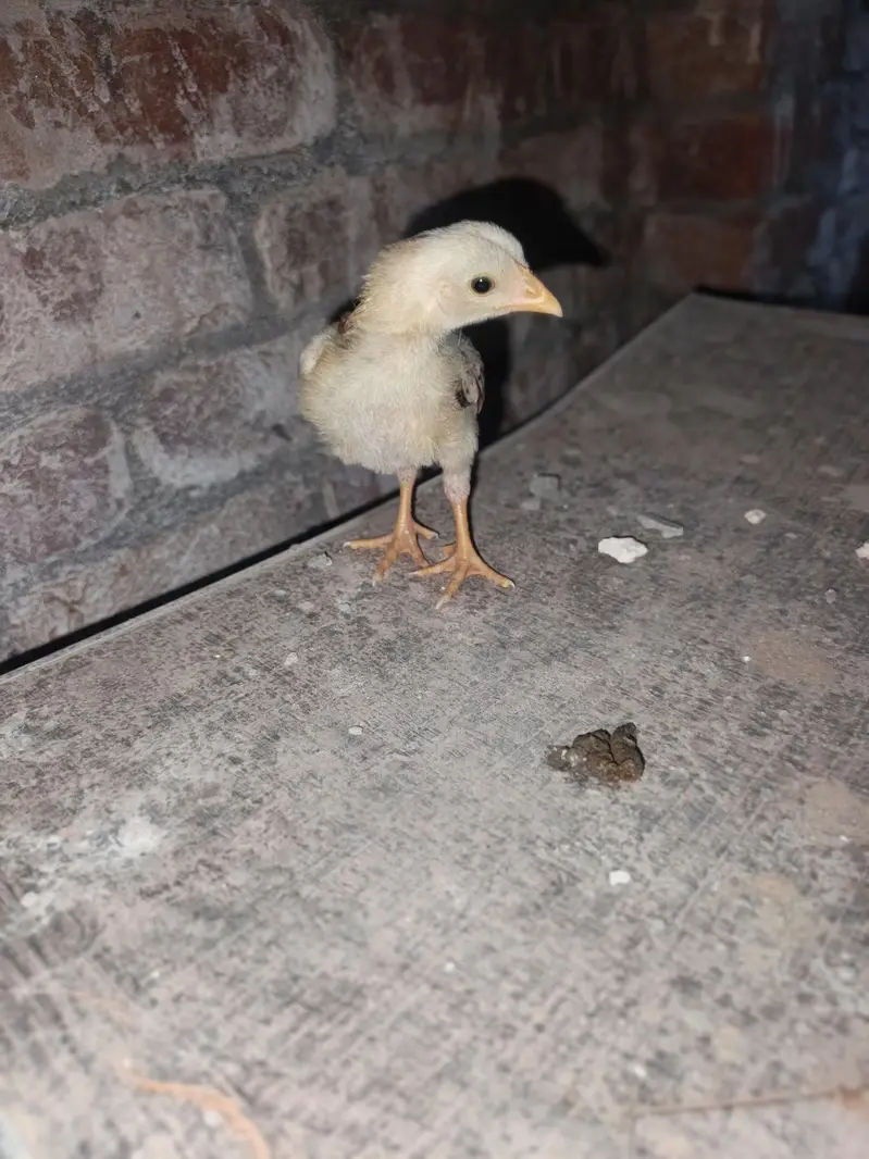 aseel chick for sale — photo 2