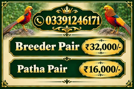 Golden breeder and pathay pairs available