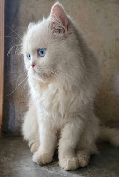 Semi Punch Face Kitten