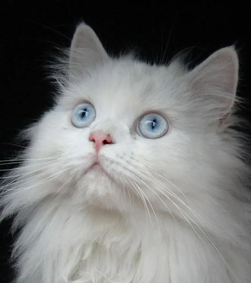 Semi Punch Face Kitten — photo 2