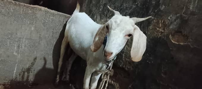 Mashallha Ghar ki Bred He Bhot Khobsurat Bakri He har Chez me