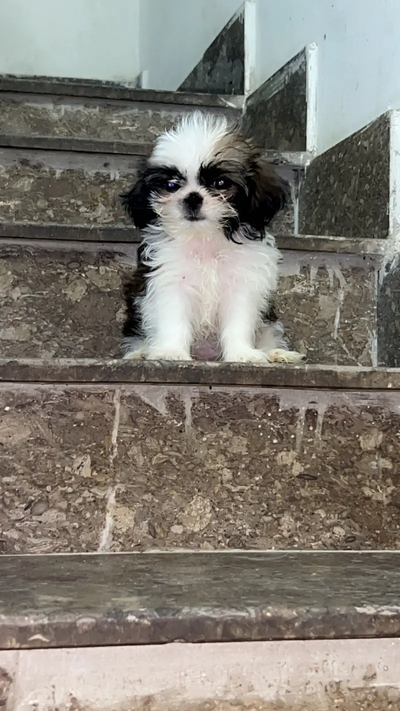 Male shitzuuu available — photo 2