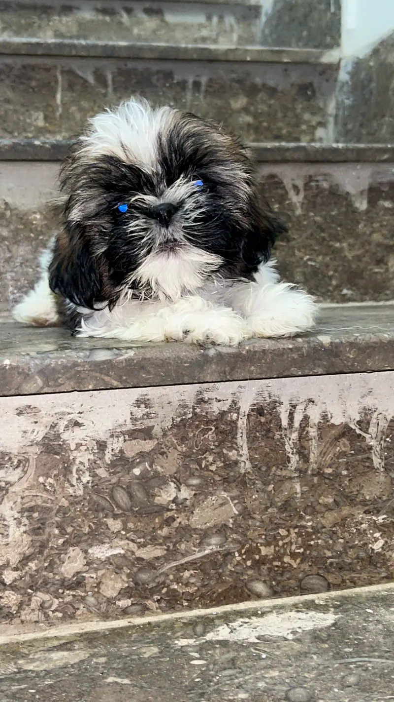 Male shitzuuu available — photo 3
