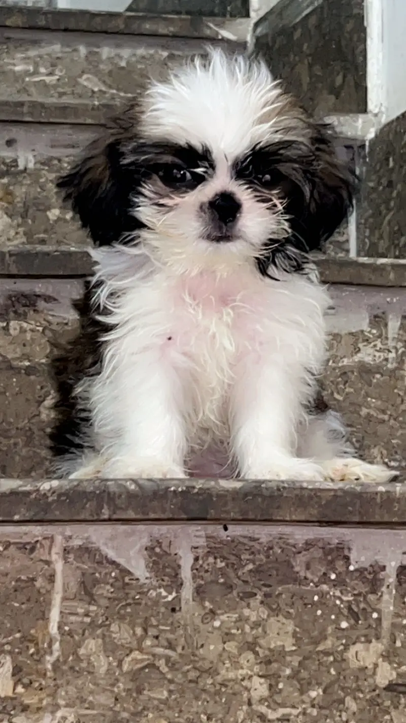 Male shitzuuu available — photo 4