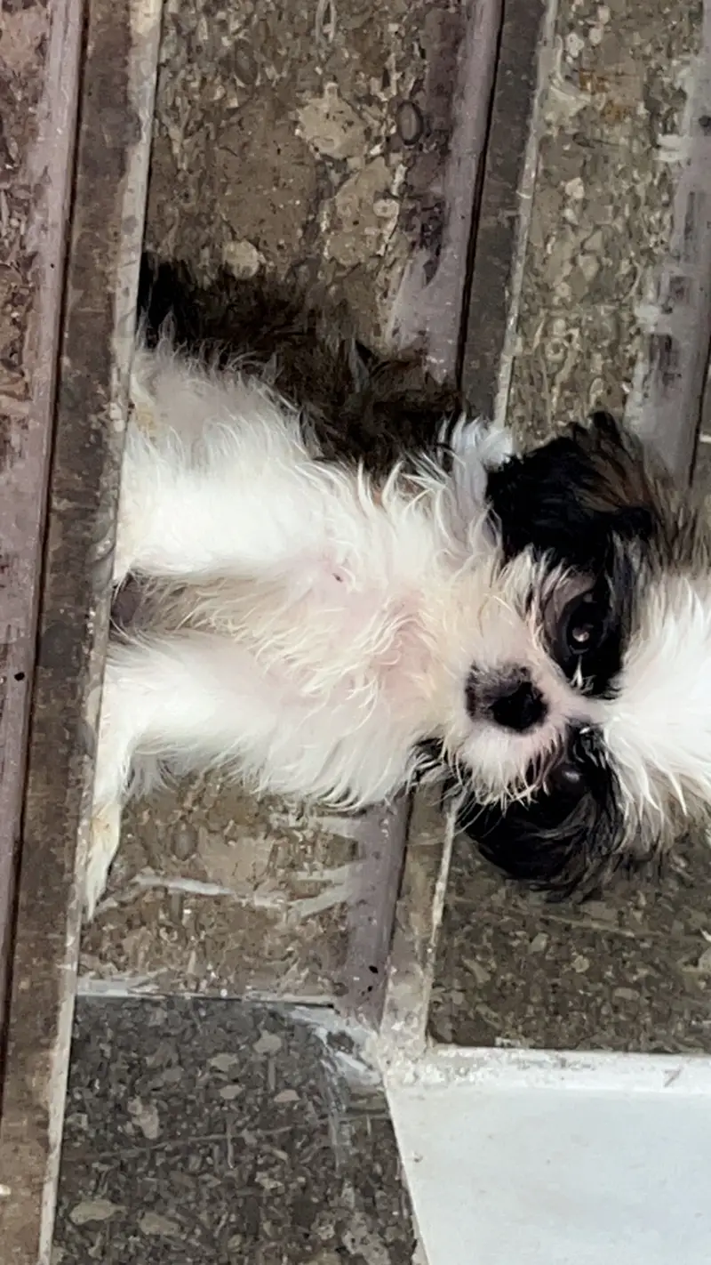 Male shitzuuu available — photo 5