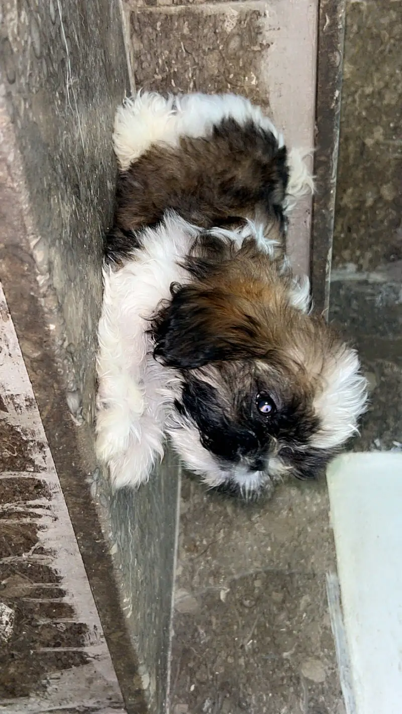Male shitzuuu available — photo 6