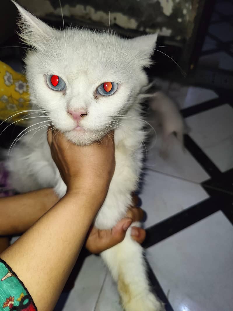 Persian cat 0