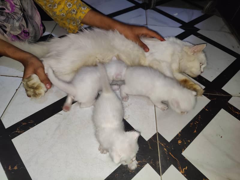 Persian cat 1