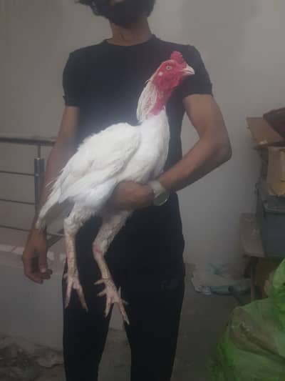 Paper white heera aseel chicks for sale
