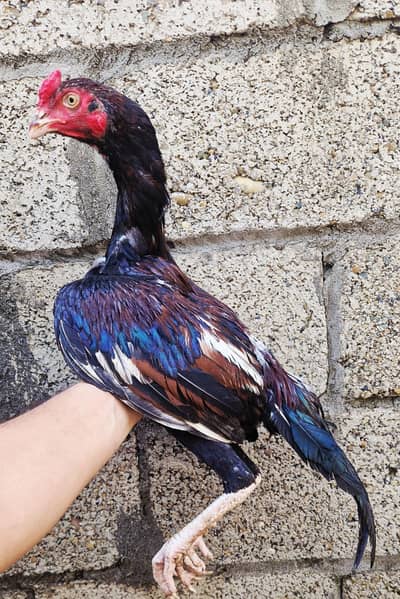 High quality mianwali breed