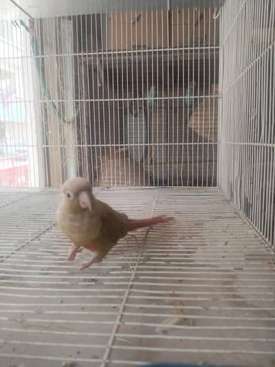 pine apple conure male