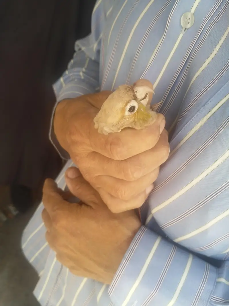 pine apple conure male — photo 2