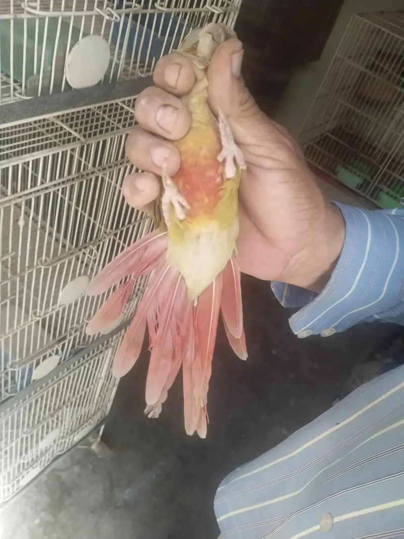pine apple conure male — photo 3