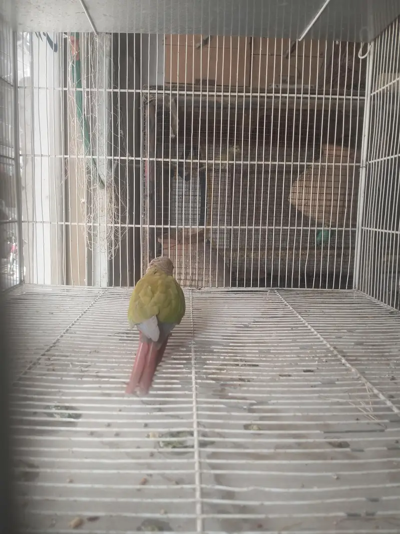 pine apple conure male — photo 4